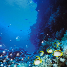 fondo